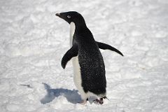 23D Adelie Penguin On Cuverville Island On Quark Expeditions Antarctica Cruise